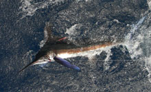 white marlin caught on Yes Aye