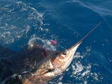 sailfish released by true Blue Sportfishing grenada