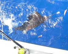 Yes aye catches lots of sailfish in grenada