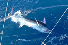 another blue marlin caught on Yes Aye