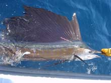 sailfish catch true blue Sportfishing grenada