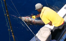 True Blue Sportfishing catch blue marlin