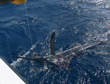 we catch white marlin in grenada onboard True Blue Sportfishing