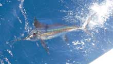 True Blue Sportfishing releases another white marlin