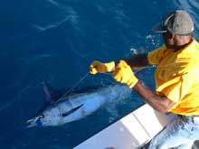 another blue marlin caught by true Blue Sportfishing grenada