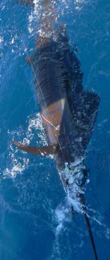 true Blue Sportfishing offers great sailfish fishing in grenada