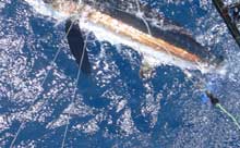 another white marlin catch for true blue Sportfishing grenada