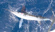 we catch white marlin onboard yes aye Grenada