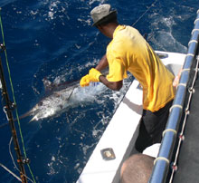 200lb blue marlin caught by true Blue Sportfishing Grenada