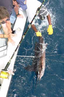 sailfish caught by true Blue Sportfishing