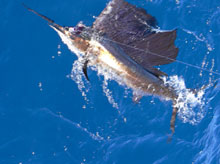 True blue Sportfishing grenada catches sailfish