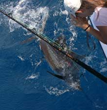 Yes aye catches sailfish in grenada come try it!
