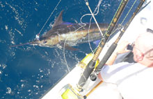 120 lb blue marlin caught on Yes Aye