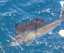 sailfish released by true Blue Sportfishing Grenada