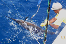 Another sailfish catch for yes Aye