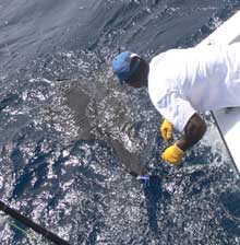 sailfish caught by true Blue Sportfishing grenada