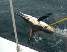 Another white marlin caught by true blue Sportfishing grenada