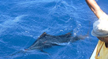 Fran's sailfish with true blue Sportfishing grenada