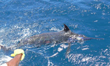 catch blue marlin like this on true blue Sportfishing Grenada yes aye