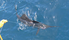 sailfish action for true blue Sportfishing
