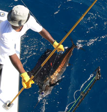 another sailfish caught onboard Yes Aye Grenada