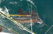 true blue Sportfishing caught this sailfish in grenada