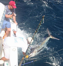 blue marlin - the ultimate game fish - catch them with yes Aye Grenada