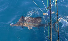 True blue Sportfishing grenada offers great sailfish fishing