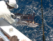 Grenada's sailfish fishiong can be epic onboard yes aye