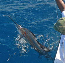 come catch a sailfish like this one in grenada on yes aye