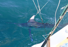 yet another blue marlin caught by true blue sportfishing on yes aye