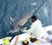 one of Grenada's awesome blue marlin caught by true Blue Sportfishing