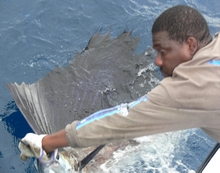 true Blue Sportfishing are experts at catching grenada sailfish