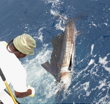 sailfish action on yes aye Grenada