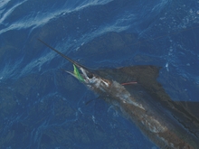 Grenada sailfish catch - True blue Sportfishing