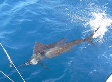Grenada sailfish catch on True blue Sportfishing