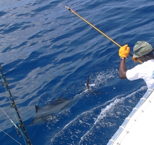 catch and release a Grenada sailfish onboard Yes Aye