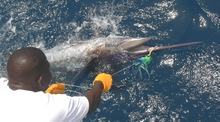 we love catching grenada blue marlin - True Blue Sportfishing