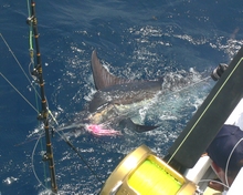 We love fishing for blue marlin like this in grenada