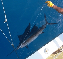sailfish is one of the fun to catch billfish family in grenada