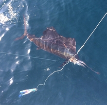 Grenada has beautiful sailfish - catch one with True blue Sportfishing