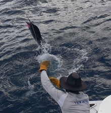 more sailfish caught in grenada with true Blue Sportfishing