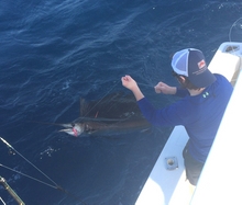 Grenada sailfish catch and release true Blue sportfishing