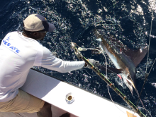 Grenada has white marlin - catch one with True Blue Sportfishing