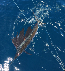 Grenada sailfish action with True Blue Sportfishing