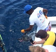 Grenada sailfish action with True Blue Sportfishing