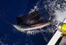 catch a Grenada sailfish with true blue Sportfishing