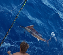 True Blue Sportfishing love to catch Grenada sailfish