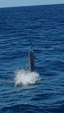 Awesome blue marlin caught in grenada on Yes Aye
