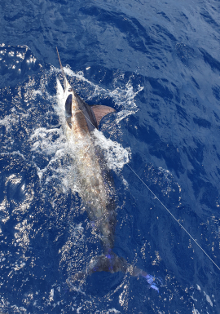 Awesome blue marlin caught in grenada on Yes Aye